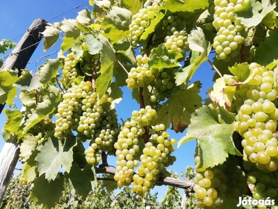 Szőlőterület eladó a Tokaji Borvidéken, Mádon