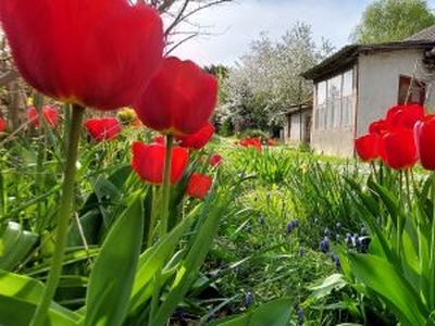 Eladó Ház, Veszprém megye Balatonkenese