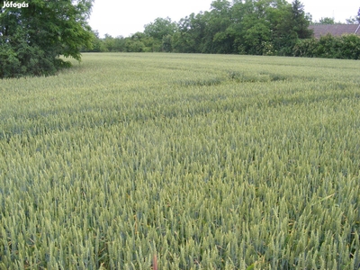 Föld, szántó föld eladó - Békéscsaba, Békés - Telek, föld