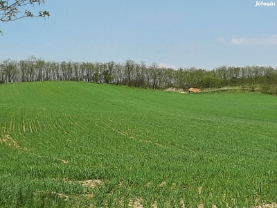 Kisvárdán belterületi 7615 nm-es építési telek és 5572 nm-es erdő,szán - Kisvárda, Szabolcs-Szatmár-Bereg - Telek, föld