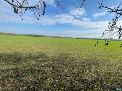 Eladó kereskedelmi, szolgáltató terület - Szigetújfalu, Pest megye