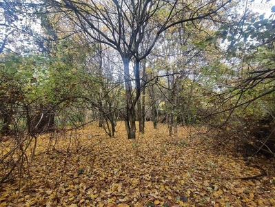 Eladó telek, illetve minierdő