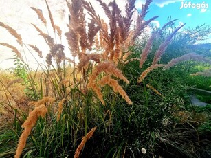 Rákospalotán lakóövezeti telek JÓ KÖZLEKEDÉSSEL eladó