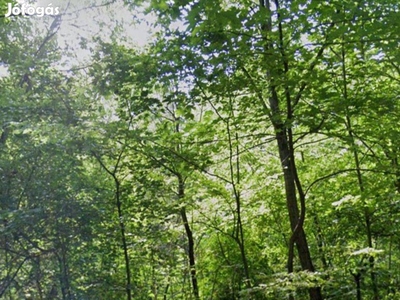 Eladó Miskolc Pereces Jónás hegyen egy 2187 m2 telek!