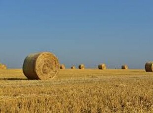 Eladó mezogazdasagi ingatlan Maroslele