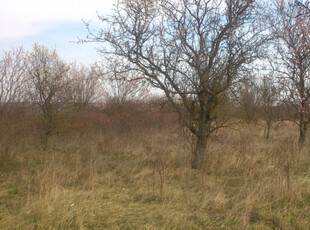 Eladó termőföld, szántó - Balatonalmádi