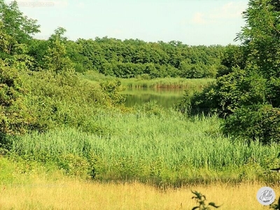 Eladó tanya - Csokonyavisonta, Somogy megye