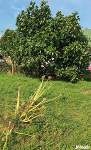 Eladó építési telek Csókakőn - Csókakő, Fejér - Telek, föld