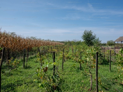 Eladó termőföld, szántó - Hajdúszoboszló, Kertváros