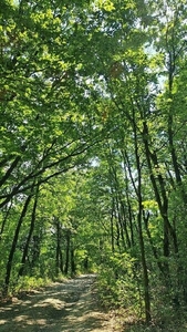 Eladó üdülőövezeti telek - Kismaros, Börzsönyliget