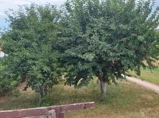 Eladó nyaralóEtyek, Öreghegyi présházak