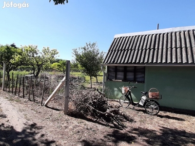 Eladó Csongrád-Öreg -Szőlő 1.200 m2 Akácos+ 2.600 m2 Gyümölcsös+