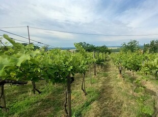 Eladó mezogazdasagi ingatlan Somlószőlős