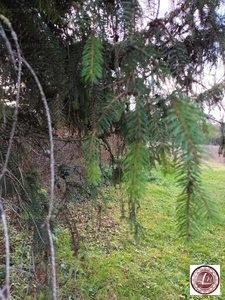 Eladó lakóövezeti telek - Magyaralmás, Fejér megye