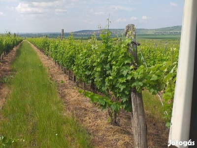 Jól termő szőlőskert Tokaj-Hegyalján