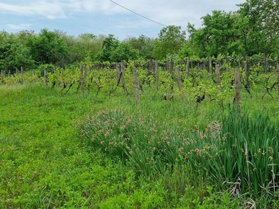 Pellérd, ingatlan, mezőgazd. ingatlan, 60 m2, 4.900.000 Ft