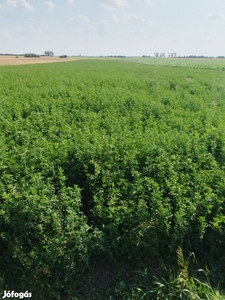 Tiszaalpáron lucerna föld eladó - Alpár, Tiszaalpár, Bács-Kiskun - Termőföld