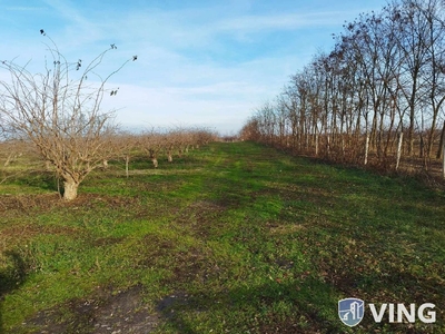 Gáspár György-kert, Debrecen, ingatlan, mezőgazd. ingatlan, 151668 m2, 190.000.000 Ft