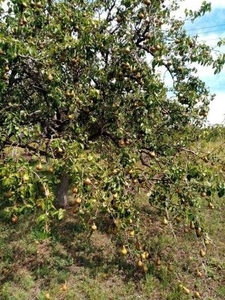 Gyöngyöstarján, ingatlan, mezőgazd. ingatlan, 875 m2, 1.900.000 Ft