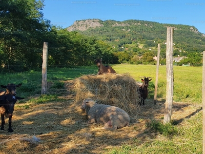 Eladó lakóövezeti telek - Kisapáti, Veszprém megye