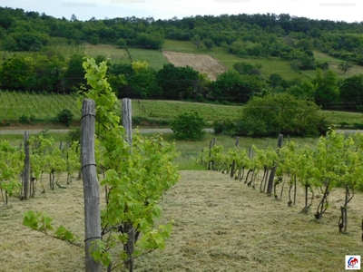 Eladó pince, présház - Pécsely, Nagypécsely