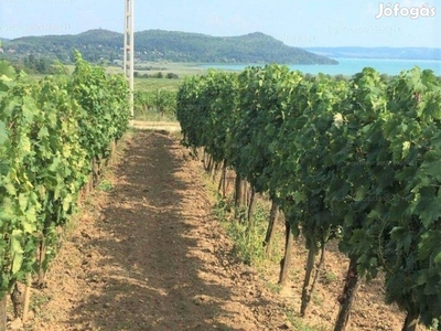 Aszófőn panorámás beépíthető külterületi telek eladó