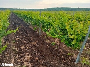 Eladó pince és szőlőterület Abasáron