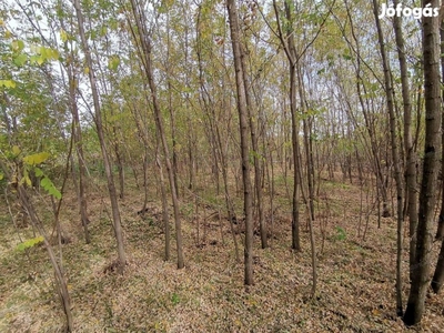 Bács-Kiskun megye, Kiskunhalas Felsőöregszőlők 2160m2-es hobbi eladó