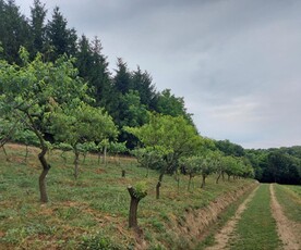 Eladó termőföld, szántó - Zalaegerszeg