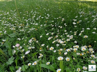 Eladó lakóövezeti telek - Ásványráró, Győr-Moson-Sopron megye