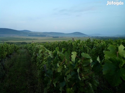 Borászat Tokaj-hegyalján eladó