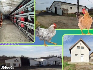 Szabadkígyóson tojásüzem (baromfitelep) 10ha szántóval eladó, kiadó