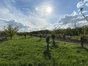 Eladó mezogazdasagi ingatlan Paks