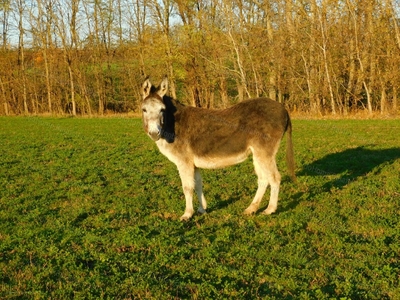 Látrány, ingatlan, mezőgazd. ingatlan, 13383 m2, 14.900.000 Ft