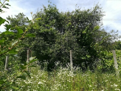 Eladó lakóövezeti telek - Budaörs, Fügefa köz