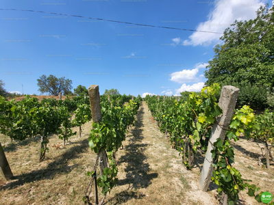 Eladó termőföld, szántó - Balatonszabadi, Siómaros