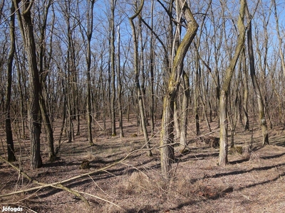 Hajdúsámson, Eladó erdő - Hajdúsámson, Hajdú-Bihar - Erdő