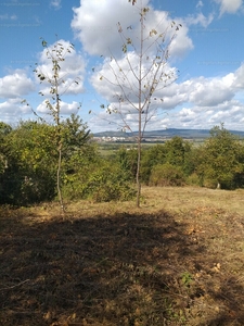 Eladó pince, présház - Tapolca, Veszprém megye