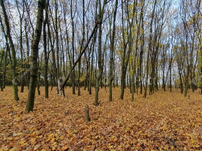 Sajókeresztúr, ingatlan, mezőgazd. ingatlan, 35000 m2, 21.990.000 Ft