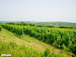 Kiváló adottságú borszőlő ültetvény eladó!