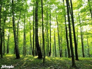 Balatonudvari külterület erdő