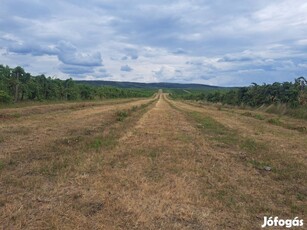 Szőlő/Föld terület