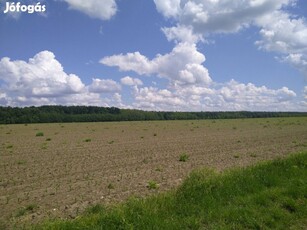 Eladó osztatlan közös erdő rész