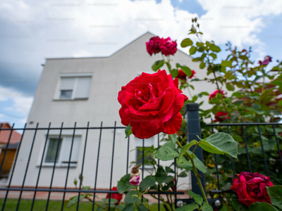 Eladó sorház - Miskolc, Berekalja