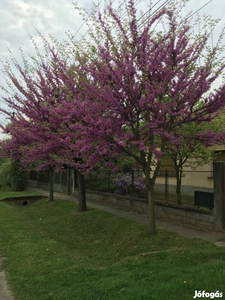 Győr környéki ingatlan várja új gazdáját - Győrszemere, Győr-Moson-Sopron - Ház