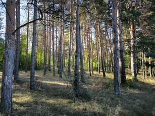 Eladó mezogazdasagi ingatlanGyörköny