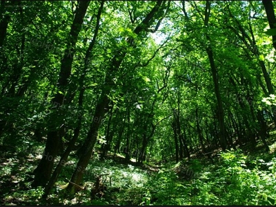 Türje, ingatlan, mezőgazd. ingatlan, 3.100.000 Ft