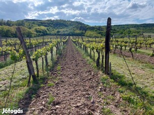 Szőlő terület Tokaj-hegyalján eladó!