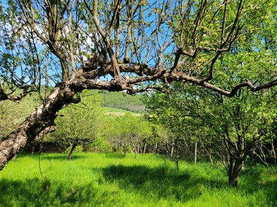 Recsk, ingatlan, mezőgazd. ingatlan, 4371 m2, 28.900.000 Ft