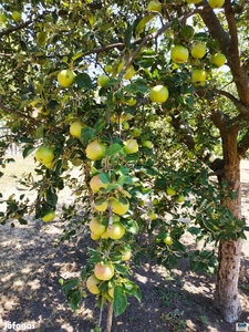 Gyömrői eladó telek - Gyömrő, Pest - Telek, föld